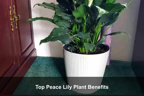 Top Peace Lily Plant Benefits