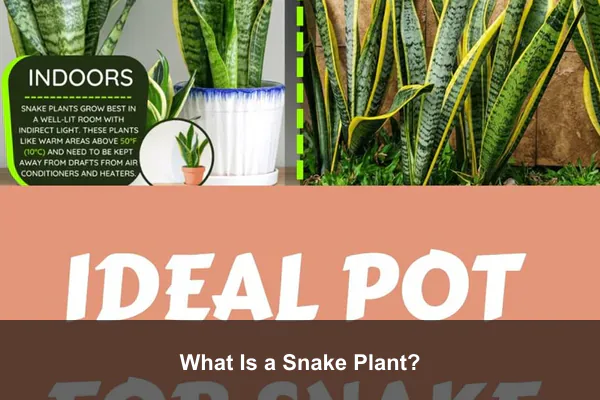 What Is a Snake Plant?