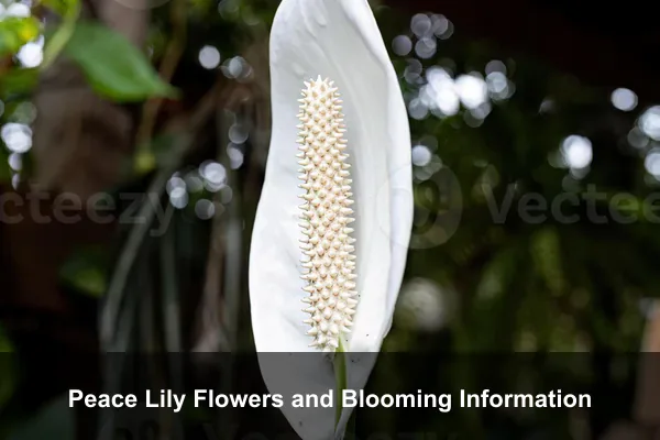Peace Lily Flowers and Blooming Information