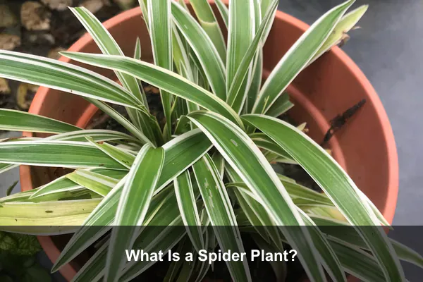 What Is a Spider Plant?