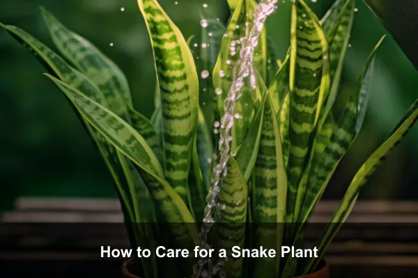 How to Care for a Snake Plant