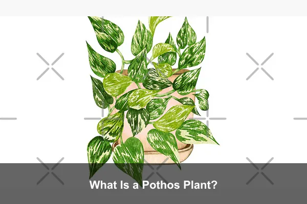 What Is a Pothos Plant?