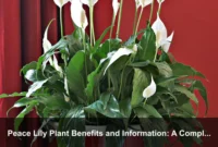 Peace Lily Plant Benefits and Information: A Complete Guide for Indoor Wellness