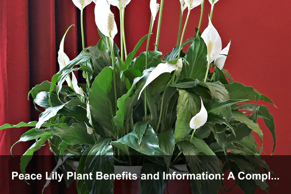 Peace Lily Plant Benefits and Information: A Complete Guide for Indoor Wellness