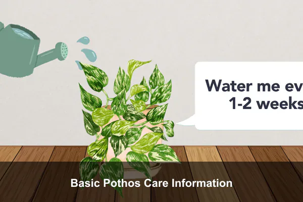 Basic Pothos Care Information