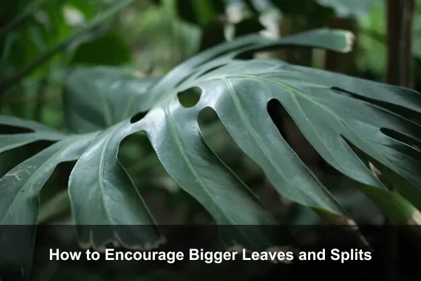 How to Encourage Bigger Leaves and Splits