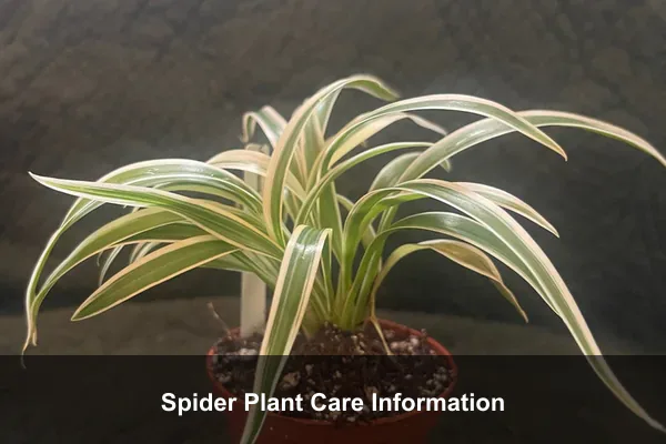 Spider Plant Care Information