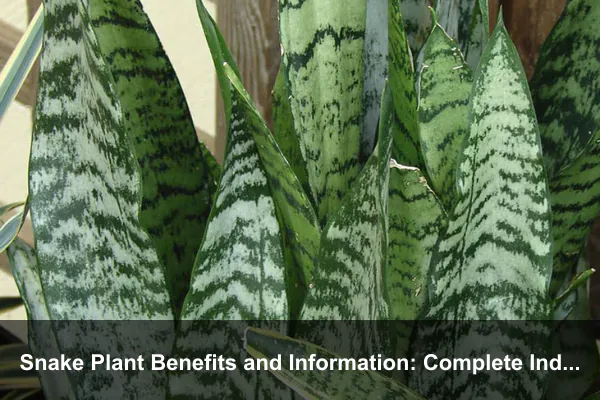 Snake Plant Benefits and Information: Complete Indoor Plant Guide