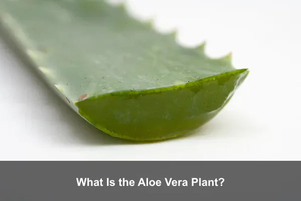 What Is the Aloe Vera Plant?