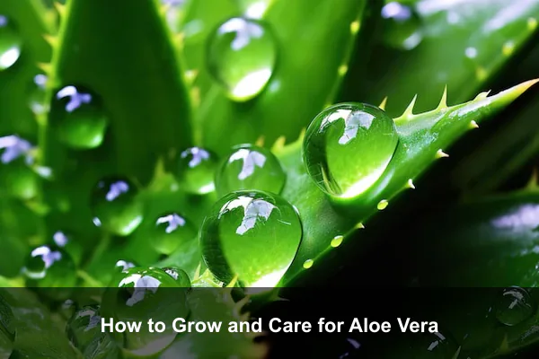 How to Grow and Care for Aloe Vera