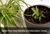 Spider Plant Plant Benefits and Information: Complete Care Guide