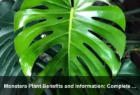 Monstera Plant Benefits and Information: Complete Guide for Indoor Growers