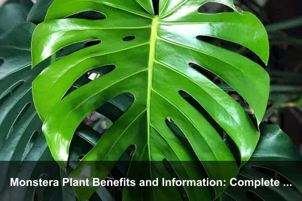 Monstera Plant Benefits and Information: Complete Guide for Indoor Growers