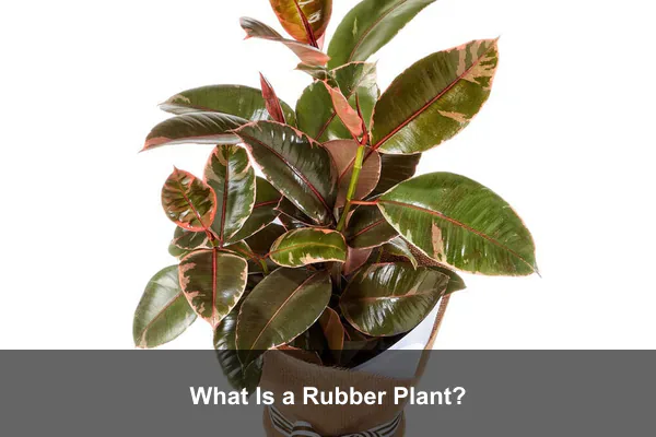 What Is a Rubber Plant?
