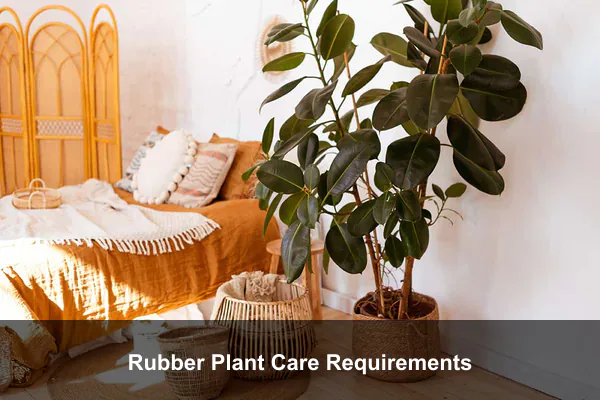 Rubber Plant Care Requirements