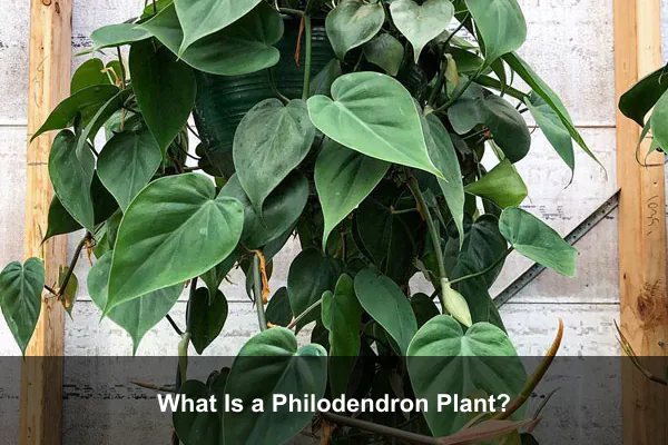 What Is a Philodendron Plant?
