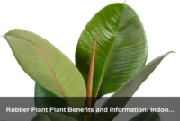 Rubber Plant Plant Benefits and Information: Indoor Tree Care, Uses, and Safety Guide