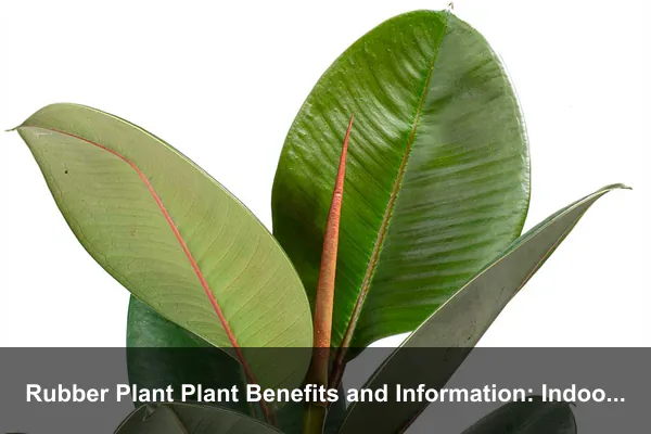 Rubber Plant Plant Benefits and Information: Indoor Tree Care, Uses, and Safety Guide