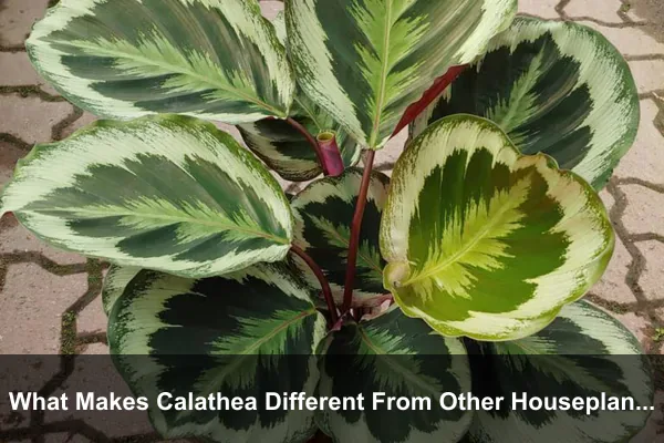 What Makes Calathea Different From Other Houseplants