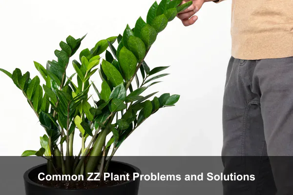 Common ZZ Plant Problems and Solutions