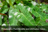 Philodendron Plant Benefits and Information: Indoor Beauty, Care, Safety, and Varieties