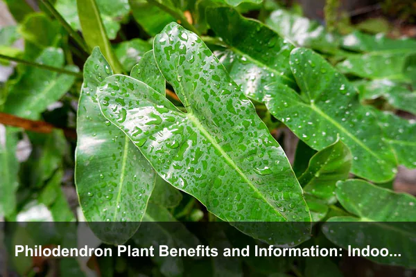 Philodendron Plant Benefits and Information: Indoor Beauty, Care, Safety, and Varieties