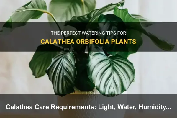 Calathea Care Requirements: Light, Water, Humidity, and Soil
