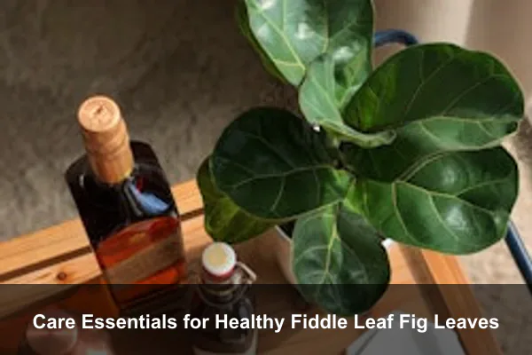 Care Essentials for Healthy Fiddle Leaf Fig Leaves