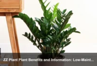 ZZ Plant Plant Benefits and Information: Low-Maintenance Indoor Beauty for Homes and Offices