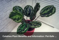 Calathea Plant Benefits and Information: Pet-Safe Beauty, Care, and Indoor Wellness Calathea Plant Benefits and Information: Pet-Safe Beauty, Care, and Indoor Wellness