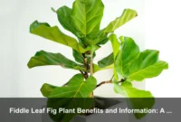 Fiddle Leaf Fig Plant Benefits and Information: A Stylish Indoor Tree Guide