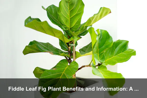 Fiddle Leaf Fig Plant Benefits and Information: A Stylish Indoor Tree Guide