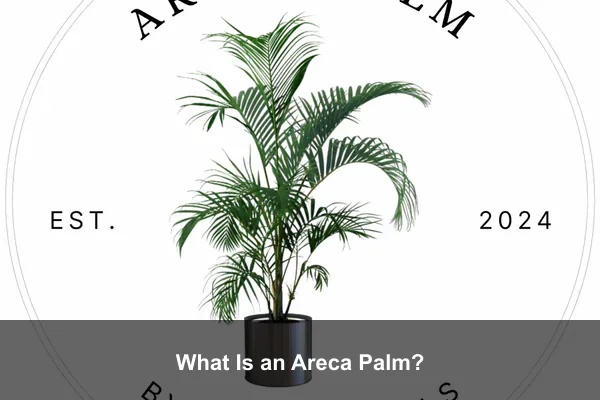 What Is an Areca Palm?