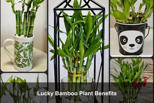 Lucky Bamboo Plant Benefits