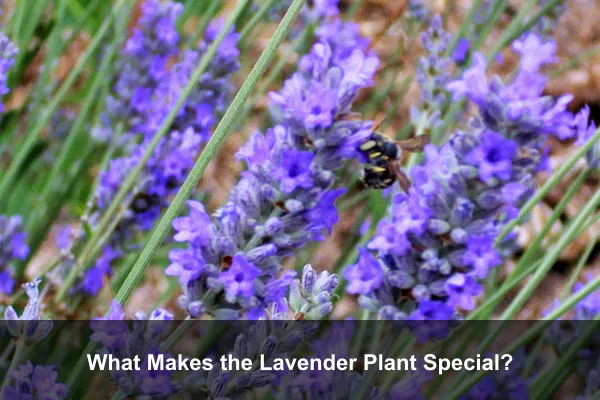 What Makes the Lavender Plant Special?