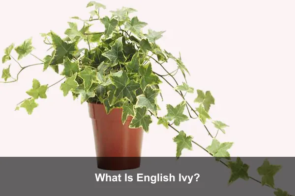 What Is English Ivy?