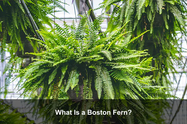 What Is a Boston Fern?