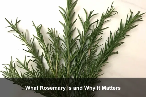 What Rosemary Is and Why It Matters
