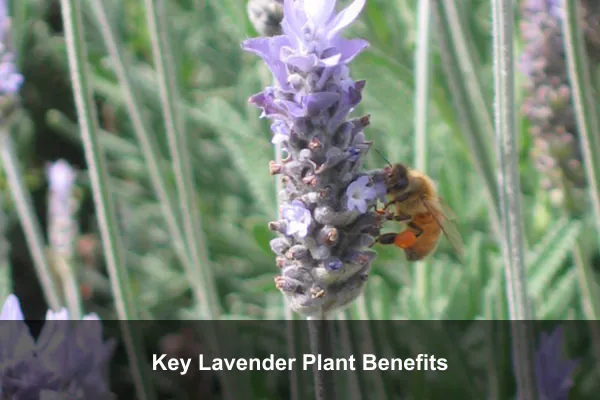 Key Lavender Plant Benefits
