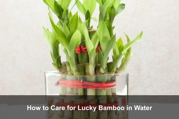 How to Care for Lucky Bamboo in Water