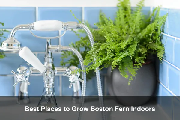 Best Places to Grow Boston Fern Indoors