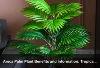 Areca Palm Plant Benefits and Information: Tropical Beauty, Indoor Wellness, and Care Guide Areca Palm Plant Benefits and Information: Tropical Beauty, Indoor Wellness, and Care Guide