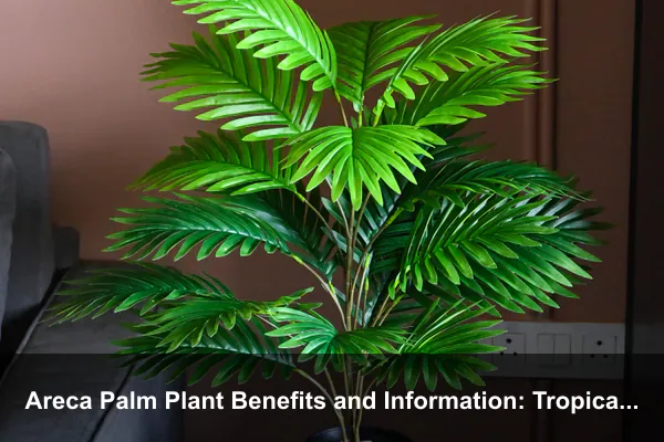 Areca Palm Plant Benefits and Information: Tropical Beauty, Indoor Wellness, and Care Guide