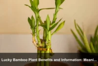Lucky Bamboo Plant Benefits and Information: Meaning, Care, and Feng Shui Guide