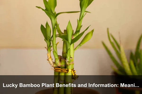 Lucky Bamboo Plant Benefits and Information: Meaning, Care, and Feng Shui Guide