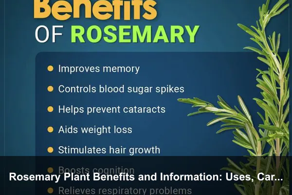 Rosemary Plant Benefits and Information: Uses, Care, Harvesting, and Safe Herbal Tips
