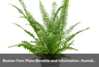 Boston Fern Plant Benefits and Information: Humidity-Loving Indoor Fern Guide Boston Fern Plant Benefits and Information: Humidity-Loving Indoor Fern Guide