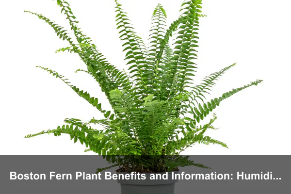 Boston Fern Plant Benefits and Information: Humidity-Loving Indoor Fern Guide