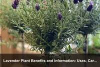 Lavender Plant Benefits and Information: Uses, Care, Safety, and Growing Guide
