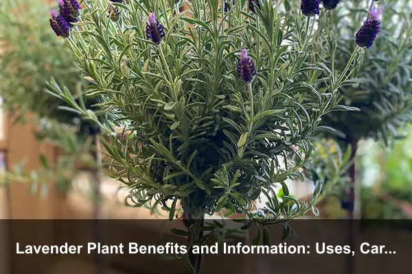 Lavender Plant Benefits and Information: Uses, Care, Safety, and Growing Guide